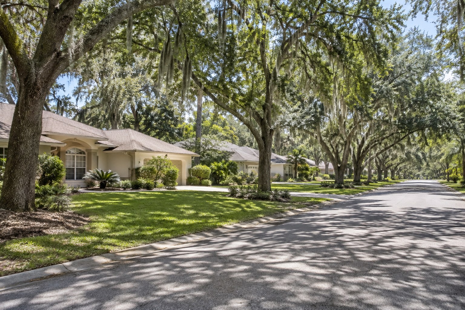 A quiet street lined with live oaks, illustrative
